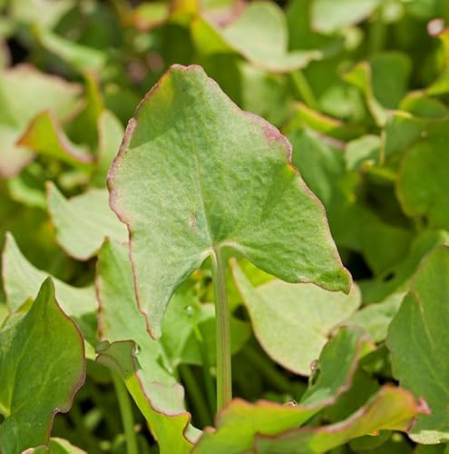 Schild Ampfer - Rumex scutatus - lebende Gartenpflanze aus den Baumschulen