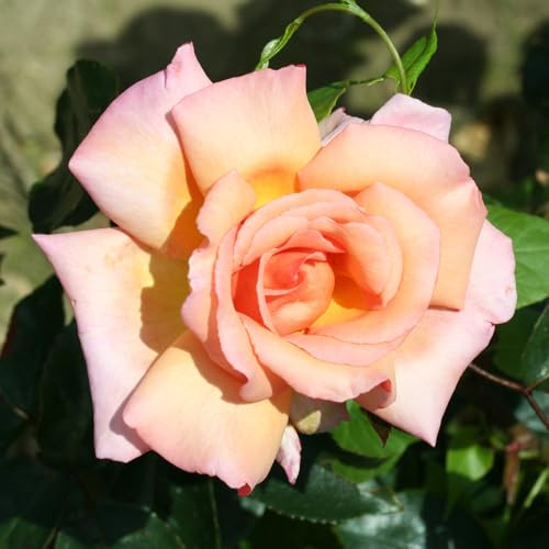 YouGarden Harkness Climbing Rose 'Compassion' ™, 1 x Established Rose in 4L Pot, Ready to Plant