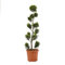 KENTIS - Cupressocyparis Leylandii Gold Rider - Zypressen Pompons - Echte Pflanzen für Garten - Balkon Pflanze - Hoch 140-160 cm Topf Ø 30 cm
