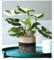 BALDUR Garten Syngonium Albo variegata;1 Pflanze, Luftreinigende Zimmerpflanze Pflegeleichte Zimmerpflanze auch für dunklere Standorte, mehrjährig - frostfrei halten