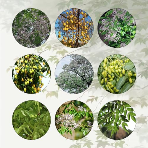 120 Pcs Neem Samen - Niembaum - Neembaum Samen, Topfpflanzen Draußen Winterhart Neem Baum Samen - Melia Azedarach - Bonsai Tree Bäume Pflanzen Winterharte Kübelpflanzen Pflanzen Samen
