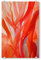 artboxONE Acrylglasbild 30x20 cm Natur Corals Bild hinter Acrylglas - Bild Koralle Badezimmer Koralle