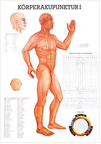 Körperakupunktur I Lehrtafel Anatomie 100x70 cm medizinische Lehrmittel