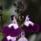 Salvia Microphylla Amethyst Lips Garden Plant Hardy Perennial Flowering Garden Plants Easy to Grow Your Own 1x Posti Plug Plants by Thompson and Morgan.