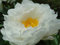 Mohn, Schlafmohn Yellow Paeony' 30 Samen - Papaver somniferum - Samen
