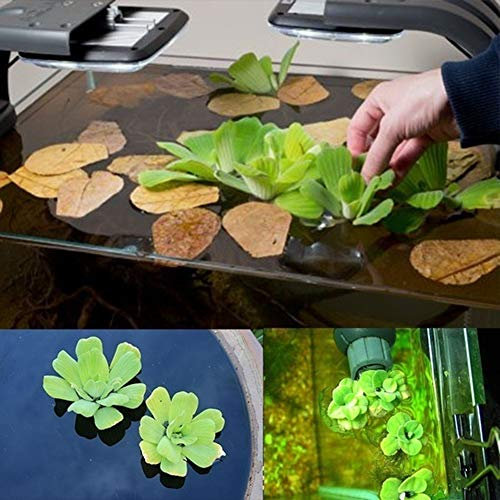 50 Pcs Dichondra Pistia Graines Jardin Étang Plantes Piscine Aquarium Réservoir Décoration Graines de Pistia