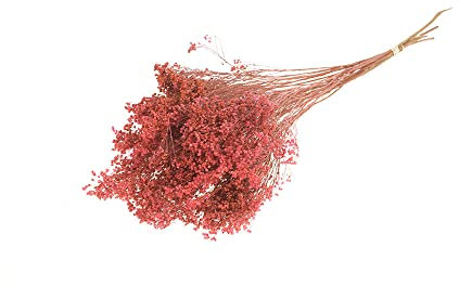 FloristryWarehouse Dyed Bunch of Dried Broom Bloom 40cm/15 Inches Pink
