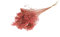 FloristryWarehouse Dyed Bunch of Dried Broom Bloom 40cm/15 Inches Pink