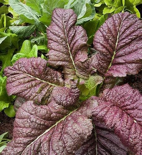 500 Japanese Red Giant Mustard Seeds for Planting Heirloom Non GMO 1+ Grams Garden Vegetable Bulk Survival Microgreems Mustard Sprouts