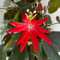 Passionsblume rot, Pyramide, Topf-Ø 17 cm, Höhe ca. 65 cm