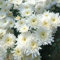 Nuevas semillas gigantes de flores de crisantemo blancas (100 unidades)