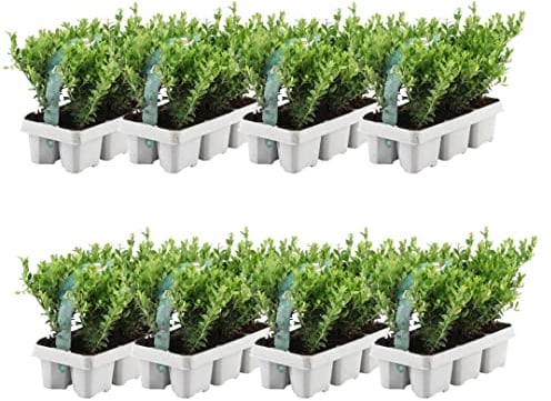 Plants by Frank – 48 Stechpalme | Heckenpflanzen Winterhart | 48 x Ø7 cm - 15 cm Ilex crenata Jenny | Heckenpflanzen | Buchs ersatz | Buchsbaum ersatz