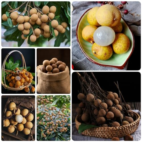 50 Pcs Dimocarpus Samen, Longan Samen Gartenpflanzen Winterhart Baum, Obstbäume (Dimocarpus Longan) Gewächshaus Balkon Bio Saatgut, Exotische Samen Überwinterungsschutz Für Pflanzen