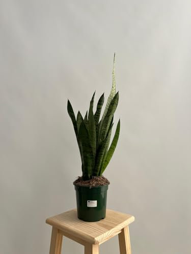 GREENTIA | Lengua de suegra/Espada de San Jorge - Sansevieria Zeylanica Planta Natural M17 Altura 50-70cm en maceta de 17cm de diámetro