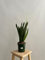 GREENTIA | Lengua de suegra/Espada de San Jorge - Sansevieria Zeylanica Planta Natural M17 Altura 50-70cm en maceta de 17cm de diámetro