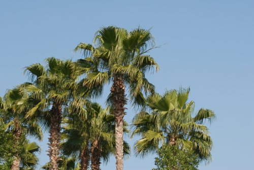 Seedeo Palmettopalme (Sabal Palmetto) 10 Samen