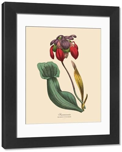 Media Storehouse Sarracenia Trumpet Pitcher Plant Framed Print, 1886 Engraving - Modern Frame 22x18 (58x48cm) (11772516)