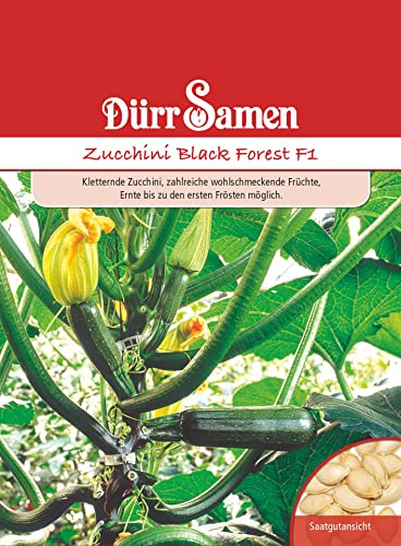 Dürr-Samen - Zucchini Black Forest F1 Saatgut