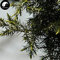 Vendita semi di Juniperus Formosana Albero 60pcs impianto Tuia cinese Ci Bai Shu