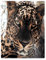 YISUMEI Kuscheldecke Leopardenkopf Decke Flauschige Weich Fleecedecke für Sofa Bett,150x200cm