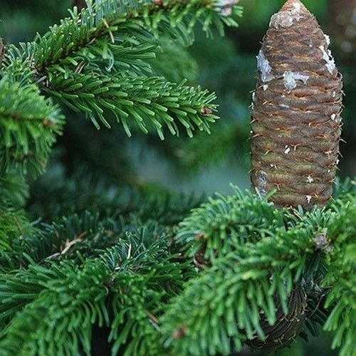 Samen, Silbertanne, 15 Samen