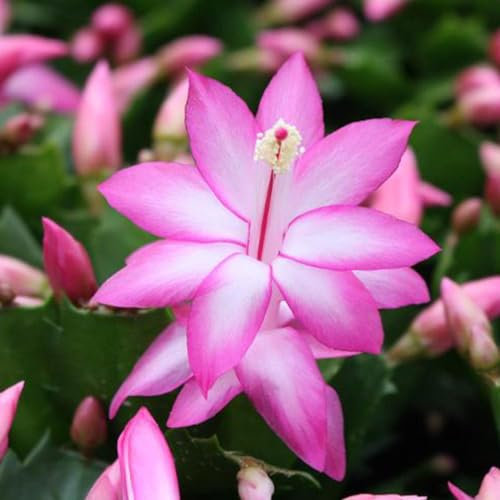 Christmas Cactus Purple Indoor House Plant in a 13cm Pot - Perfect Plant for Christmas