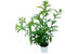 Planta de Galán de Noche Árbol Dama de Noche Planta Natural Cestrum Nocturnum