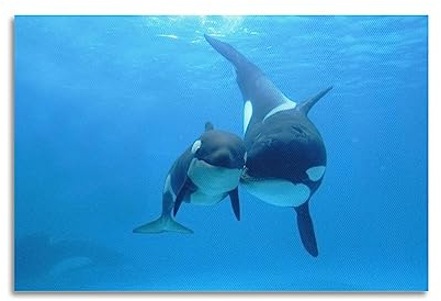 YIBIN Sea Life Poster Orcinus Orca Poster, dekoratives Gemälde, Leinwand-Wandposter und Kunstdruck, modernes Familienschlafzimmer-Dekor-Poster, 40 x 60 cm