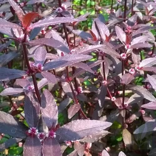 Alterantera sessilis plantes aquatique rouge