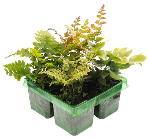 Fern Plant Mix Pack - Collection of Shade Loving Plants Outdoor Garden Ready Hardy and Easy to Grow - Live Perennial Plants for Adding Greenery to Beds, Borders, Woodland, and Containers (4 Pack)