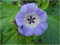 Seedeo Blaue Lampionblume (Nicandra physaloides) 100 Samen