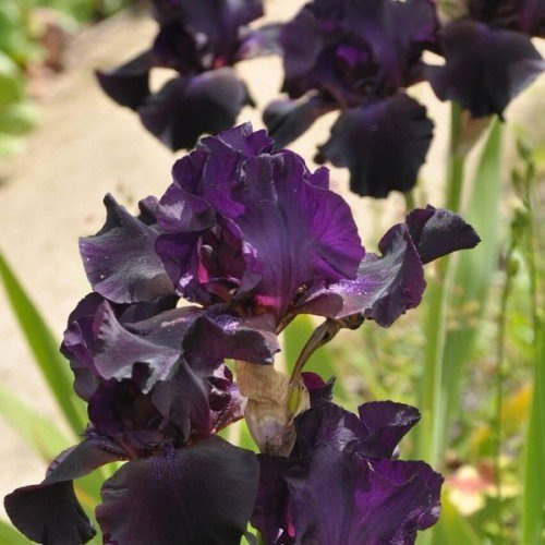Iris barbata-elatior 'Superstition' 9cm Topf – Winterhart, Mehrjährig, Pflegeleicht – Schwertlilie – Staude für Beet & Garten