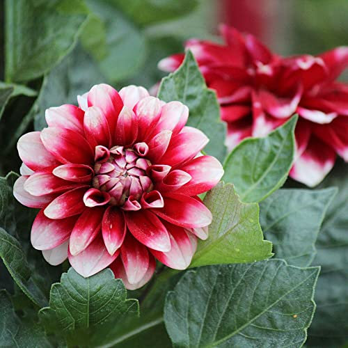 5pcs Weiß Rot Dahlien Knollen Winterhart Blumenzwiebeln FrüHblüHer MehrjäHrig Winterhart Gartenpflanzen Zimmerpflanzen Balkon FrüHblüHer Zwiebeln Dahlien Blumen Geschenk
