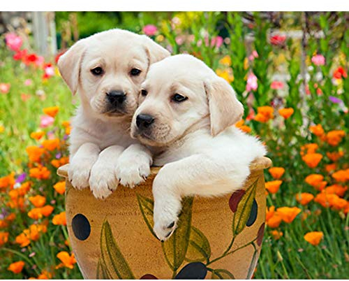 Bimkole DIY 5D Diamond Painting Zubehör Wolf, Traumfänger Tier Tier Diamant Malerei Kit Voll Runde Bohrer Malen nach Zahlen Malerei Stickerei Kreuzstich Diamond Dekoration, (30x40 cm)