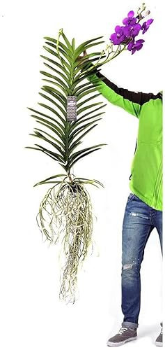 PLANTA DE ORQUIDEA VANDA NATURAL 150-200CM PARA COLGAR COLECCIONISMO PARA INTERIOR