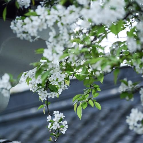 500 pcs hängende begonie samen, begonien samen, bienenweide saatgut, pflanzen garten begonie pflanze - Malus spectabilis - schnittblumen, exotische pflanzen bienenweide, topfpflanzen