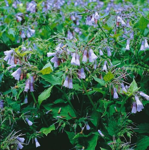 Symphytum grandiflorum 'Blaue Glocken' 9x9 cm Topf – Winterhart, Mehrjährig, Pflegeleicht – Großblütiger Beinwell – Bodendecker für Garten & Beet