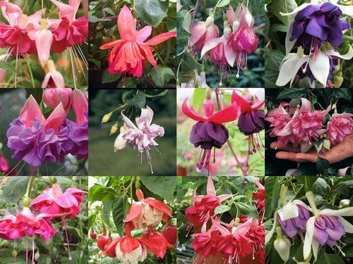 South Eastern Horticultural Pack x12 Hardy Bush Fuchsia 'Mixed Varieties' Garden Plug Plants