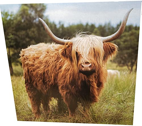Maturi Geburtstagskarte, Motiv Highland Cow, quadratisch, blanko