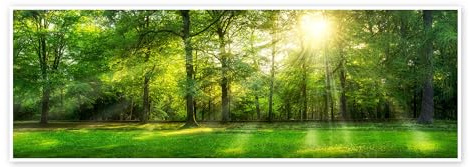 Wald Panorama mit Sonnenstrahlen im Sommer Poster | 150 x 50 cm von Jan Christopher Becke Grün Wandbilder Wanddeko