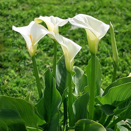 8 piezas calla bulbos resistentes perennes, plantas exóticas resistentes, decoración de jardín para exterior bulbos de lirio de cala - Zantedeschia aethiopica - plantas perennes flores