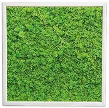 Quadro di Muschio Stabilizzato, Quadro Vegetale 100% Naturale senza Manutenzione (50x50, Verde Prato)