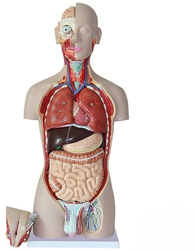 UIGJIOG Anatomisches Modell des Menschlichen Torsos, 85 cm, Zerlegt, 27 Teile Anatomischer Rumpf, Neurovaskuläre Menschliche Innere Organe, Anatomisches Organ, Verdauungssystem, Strukturmodell