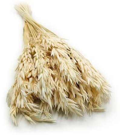 Enchanted Dekogras Hafer Getrocknetes Gras Ziergras Natürlich Deko Gebleicht