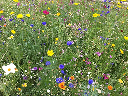 mehrjährige Bienenweide für heimische Insekten & Bienen, 5 jährige winterharte Mischung für den bienenfreundlichen Garten, Blumenwiese säen (40 m2)