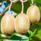 500 pcs kiwibeeren pflanze kaufen samen - obstbaum ausgefallene geschenke seltene pflanzen Actinidia chinensis, frisches obst topfpflanzen draußen winterhart säulenobst dekoration