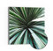 DEQOART Leinwandbild Hybrid | Motiv Agave im Fokus | Design Canvas 30x30 cm | Leinwand Bild flach & modern mit Glas | Wandbild für Wohnzimmer, Schlafzimmer, Flur & Küche