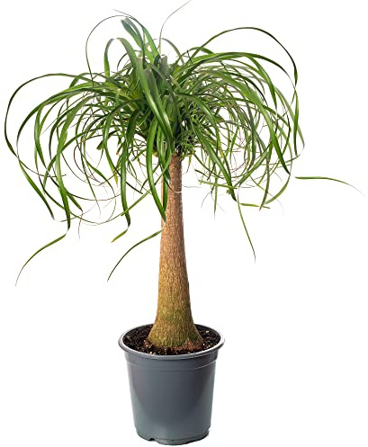 Gardener's Dream Elefantenfuß Indoor Palme - Große Zimmerpflanze, Tropisch, Immergrüne Zimmerpflanzen, Groß & echt, Pflanzen, Palmen-Pflanze für Zimmer, Büro usw.