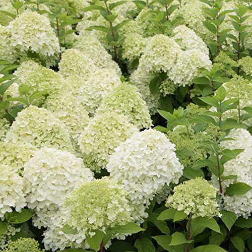 Hydrangea paniculata Limelight Extra Large Blooms, Ideal for Late Summer Colour in Woodland Gardens, 1 x Hydrangea paniculata 'Limelight' (Zwijnenburg) Plant in a 3.6 Litre Pot by Thompson and Morgan