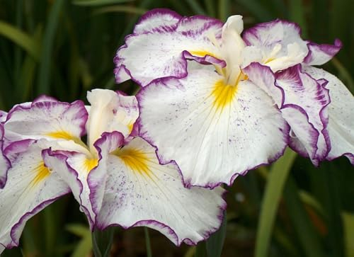 Iris zwiebeln/Schön Sich An Sehr/Gartenarbeit Zwiebeln Winterhart Mehrjährig/Eine Starke Pflanze Mit Gutem Wachstum Gemischt/Gemischte Jade Schnitzerei